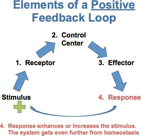 Feedback that tends to magnify a process or increase its output.
