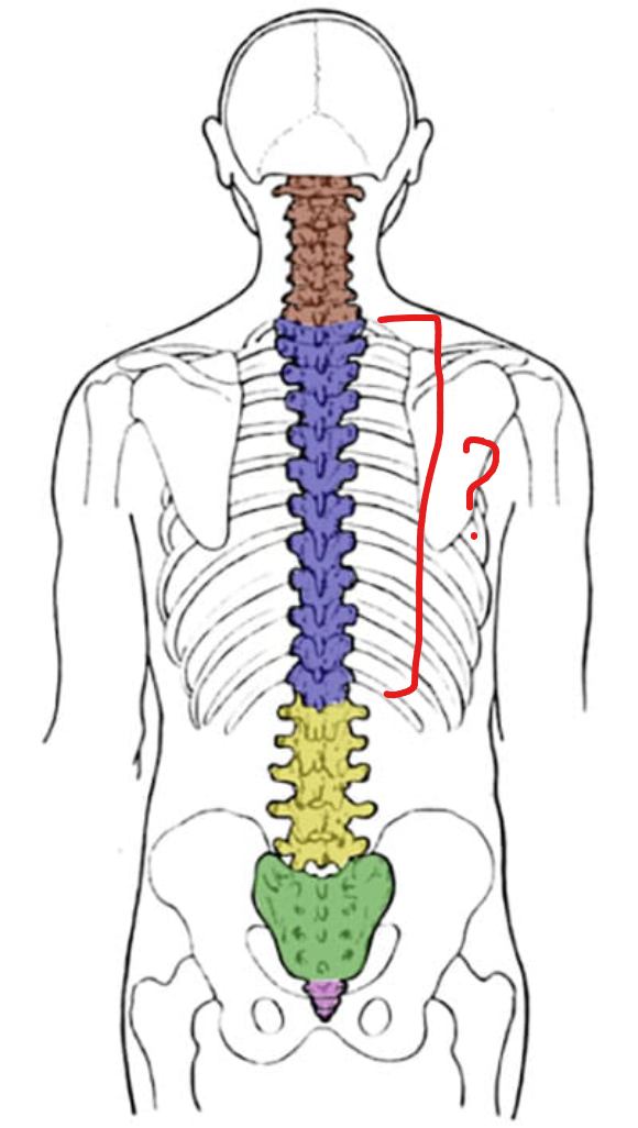 <p>middle 12</p>