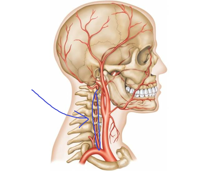 <p>splits off either side of the subclavian artery, more right/left than the common carotid branch. extends deeper into the spinal area, the bottom “tails” of the circle of willis</p>