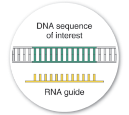 <p>Synthesizing RNA guide with the matching sequence to the desired gene to be cut. </p>