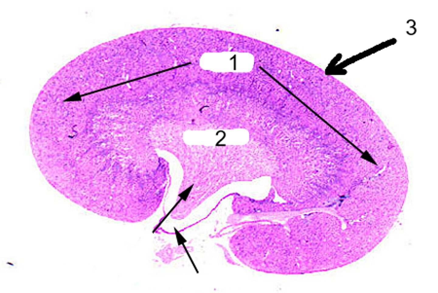 <p>Identify this urinary system structure (1)</p>