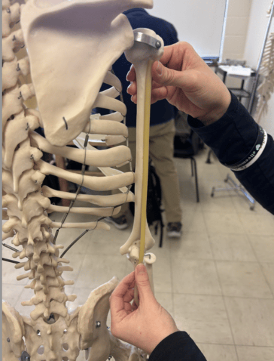 <p>What is this muscle?</p>