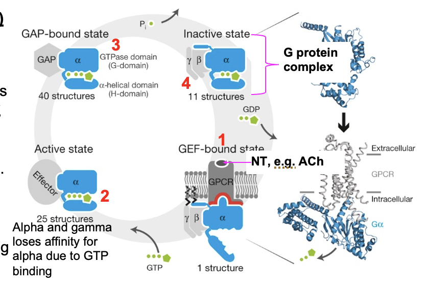<p>G protein activation</p>