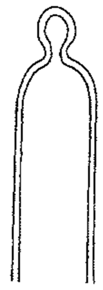 All wall layers of the conidiogenous cell contribute to the wall of the conidium