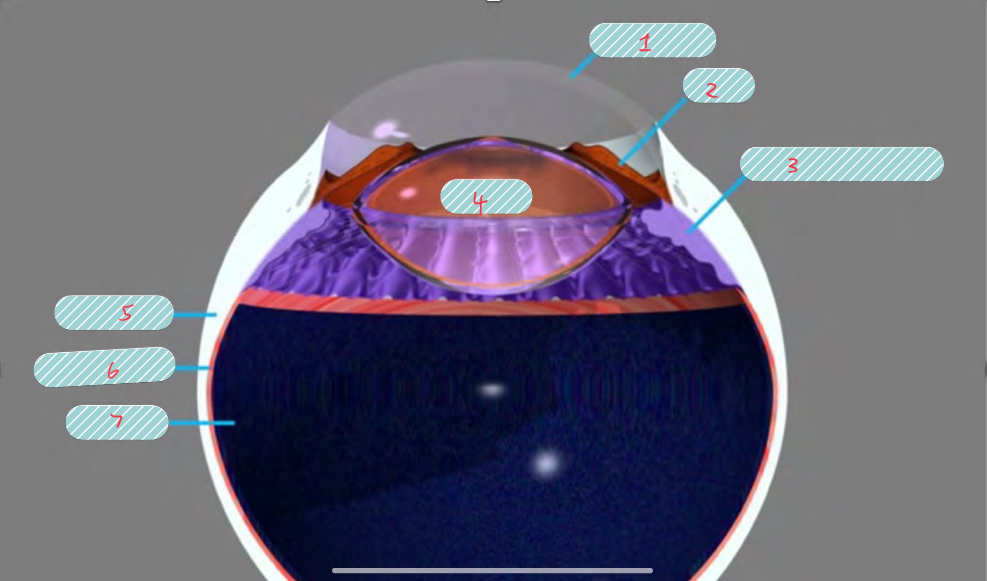 <p>label the covered parts of the globe</p>