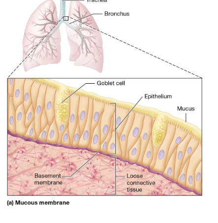 <ul><li><p><strong>line all body passages as part of the walls of hollow organs that open to the outside of the body</strong>,</p><p></p></li><li><p><strong><em>LOCATIONS</em></strong>: including the respiratory passages, the mouth, the nasal cavity, the digestive tract, and the male and female reproductive tracts</p></li></ul><p></p><ul><li><p>Mucosae consist of a layer of <strong>epithelium</strong>,<strong> its basement membrane, a layer of loose connective tissue called the lamina propria </strong></p><p></p></li><li><p><strong><em>FUNCTIONS </em></strong>: </p></li><li><p>Not surprisingly, mucosae contain glands with<strong> goblet cells</strong> that secrete mucus. As we discussed earlier, mucus serves many functions, most of which are <strong>protective</strong> in nature.</p></li></ul><p></p>