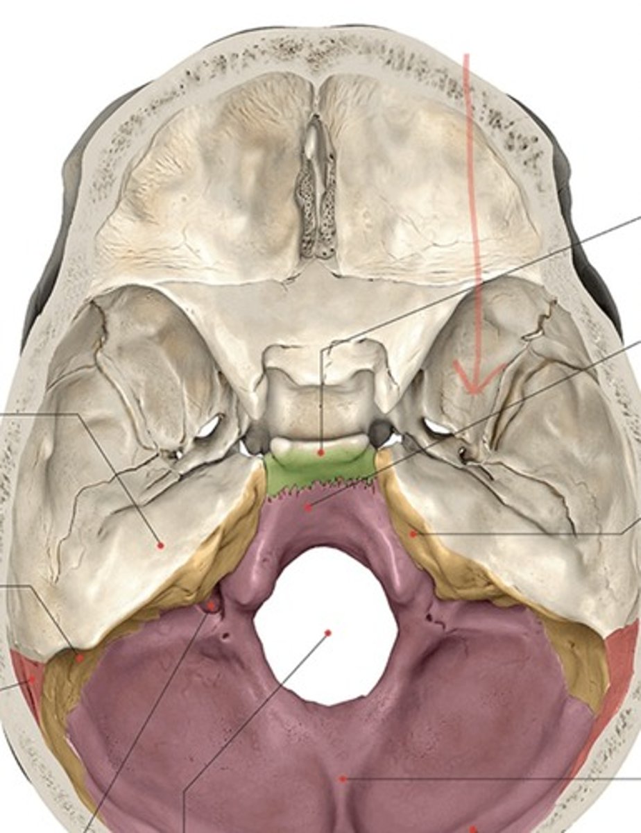 knowt flashcard image