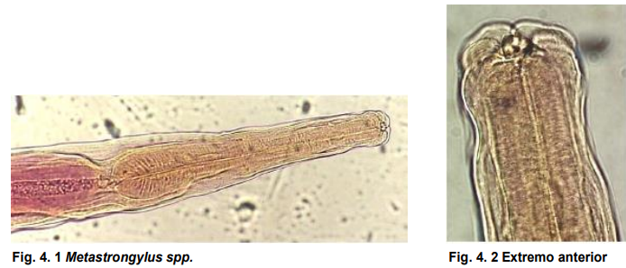 <ul><li><p>Localización: bronquios y bronquiolos (lóbulos posteriores de pulmones)</p></li><li><p>Huésped definitivo : cerdo, jabalí, pecarí</p></li><li><p>Huesped intermediario: lombrices </p></li><li><p>Ciclo de vida indirecto </p></li><li><p>Cuerpo filiforme, boca posee dos labios trilobulados ( el medio es el mas grande)</p></li><li><p>M: bursa copulatriz y espiculas son largas , y posee estrías transversas. Apri posee espículas forma de gancho simple y M. Pudendotectus terminadas en doble gancho.</p></li><li><p>H: abultamiento prevulvar, punta de la cola de digitiforme a cónica.</p></li></ul>