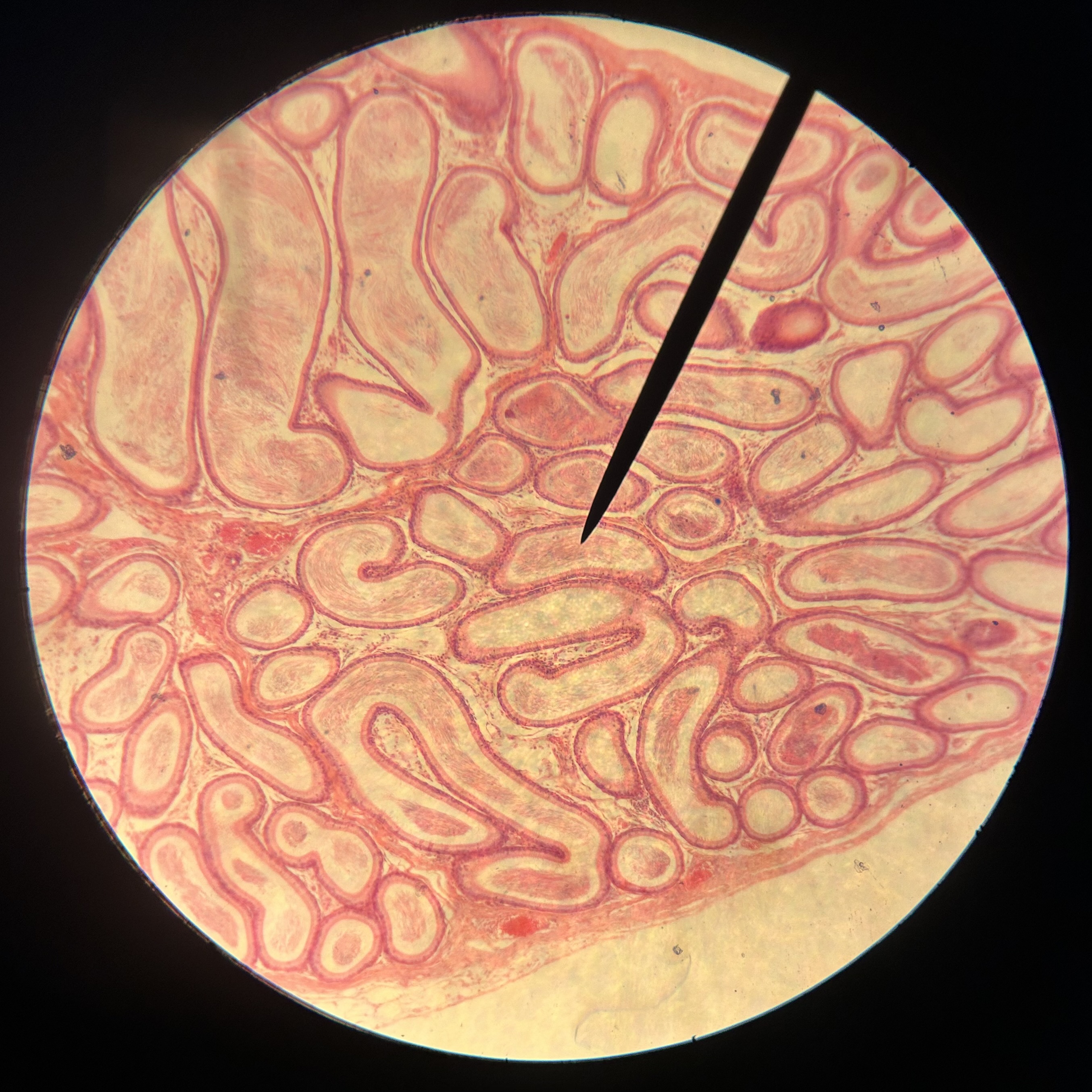 <p>What structure is shown?</p>