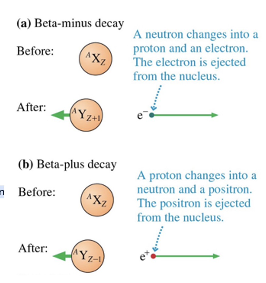 <ul><li><p>beta-minus decay, beta-plus decay</p></li></ul><p></p>