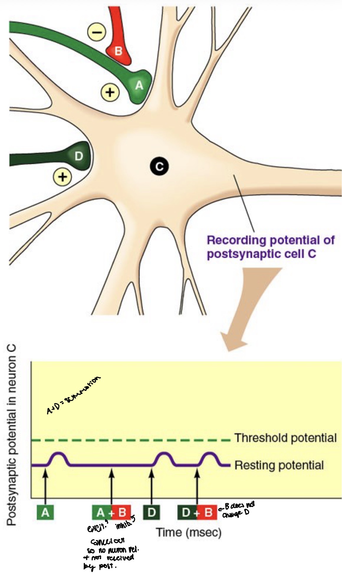 <p>Chemicals</p><p>• Change the strength of synapses and change the intrinsic properties of neurons (e.g., a modulatory input can turn a silent cell into a rhythmically bursting cell).</p><p>• Slow time course: Modulatory actions can last seconds, minutes, hours or even days.</p><p>• Their actions are often subtle. For instance, the efficacy of another second synapse is increased or decreased by the action of the modulator.</p><p>• They typically act via complex biochemical mechanisms.</p>