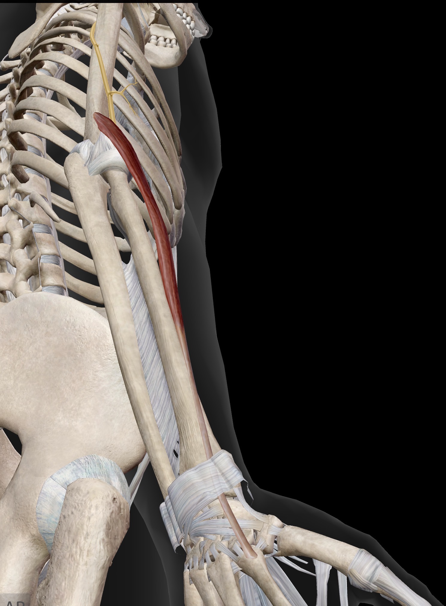 <p>Extensor carpi radialis longus</p><p>O: Just superior to the lateral epicondyle of the humerus</p><p>I: Base of second metacarpal on dorsal surface</p><p>A: Extension and radial deviation (abduction) of hand at the wrist.</p><p>IN:  Radial nerve (C5-C8, T1)</p>