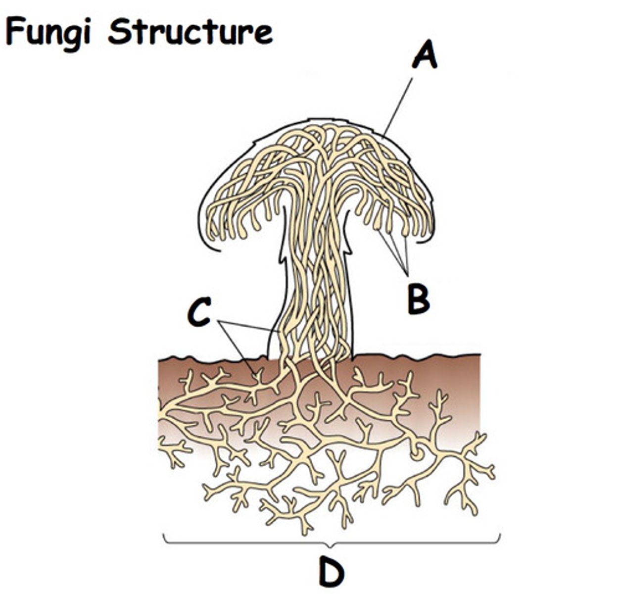 <p>Filaments of cells in molds organized into mycelium.</p>