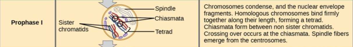<ul><li><p><span>Homologous chromosomes pair up (this is the only time they do).</span></p></li><li><p><span>They exchange pieces through crossing over, which creates genetic variety.</span></p></li><li><p><span>The nucleus breaks down and spindle fibers form.</span></p></li></ul><p></p><ol><li><p><strong>Homologous Chromosomes Pair Up (Synapsis):</strong><br>Homologous Chromoomes pair up with each other . They line up and are held together by a structure called the <strong>synaptonemal complex</strong></p></li><li><p><strong>Crossing Over Occurs:</strong><br>The <strong>nonsister chromatids</strong> (one from each homologous chromosome) <strong>swap segments of DNA</strong>.</p></li></ol><ul><li><p>The points where this exchange happens are called <strong>chiasmata</strong>.</p></li><li><p>The result is new combinations of genes, increasing genetic diversity</p></li></ul><ol start="3"><li><p><strong>Formation of Tetrads:</strong><br>Each paired set of homologous chromosomes (with four chromatids total) is called a <strong>tetrad</strong>. These structures are visible under a microscope</p></li><li><p><strong>Breakdown of Synaptonemal Complex:</strong><br>As Prophase I ends, this protein structure disappears, but the homologous chromosomes stay attached at the chiasmata until they separate in the next stage</p></li></ol><p></p>