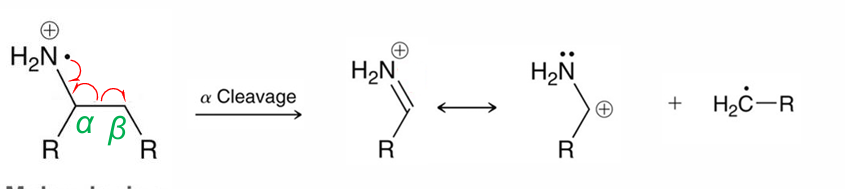<p>Alpha cleavage</p>
