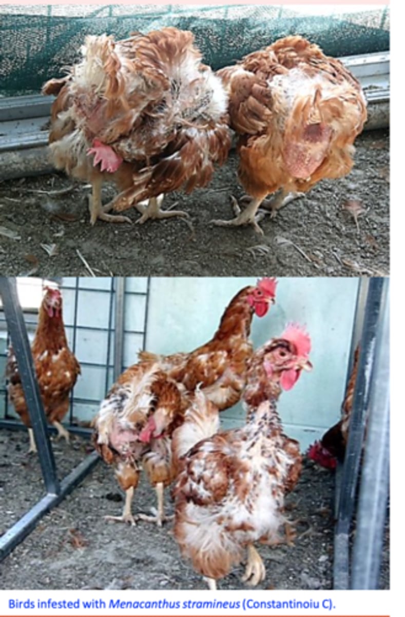 <p>• Irritation =&gt; pruritus =&gt; scratching =&gt; damage to the feathers and the skin, crusts;</p><p>• Birds are restless =&gt; weight loss &amp; low egg production; bedraggled appearance;</p>