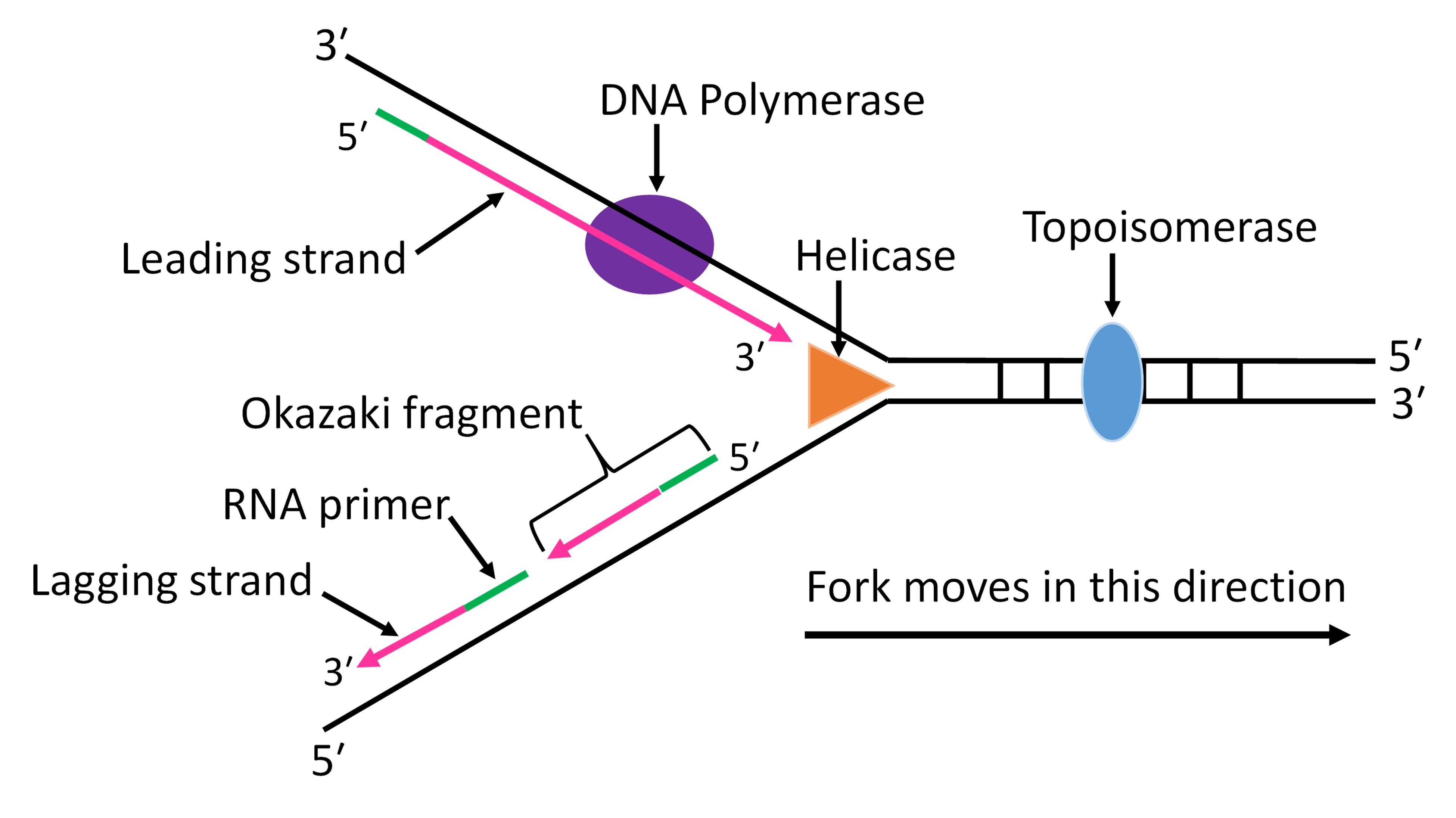 <p>The lagging strand is synthesised discontinuously in short sections because DNA polymerase can only synthesise DNA in the 5′ → 3′ direction from a free 3′-OH. These short DNA sections are called Okazaki fragments.</p><p></p>