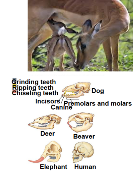 <p>in phylum chordata, subphylum vertebrata, mammals, have mammary glands and milk, hair, specialized teeth, large skulls, have placenta (some) to allow nutrients to get from mother to child, endothermy (self regulate body temp), complex heart, can’t digest cellulose on own</p>