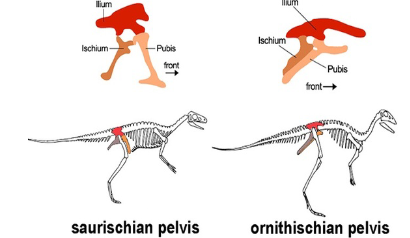 <ul><li><p>Expanded ilium and ischium fuse into the <strong>synsacrum</strong>.</p></li><li><p>Pubic bones (CAUDAL) are reduced to long splinters running parallel to the ischium.</p></li><li><p><strong>Birds lack a pubic symphysis</strong>, allowing space for laying large eggs.</p></li><li><p><u>Ornithischian dinosaurs independently evolved a similar pelvic structure.</u></p><ul><li><p>However, birds evolved from Saurischian (“lizard hipped”) dinosaurs so this is an example of convergence.</p></li></ul></li></ul><p></p>