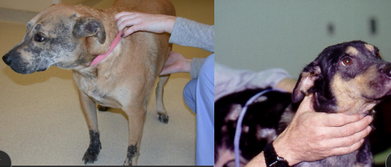 <ul><li><p><span style="color: rgb(136, 136, 136);"><strong>Aka</strong>:</span> demodectic mange, follicular mange, red mange</p></li><li><p><span style="color: rgb(136, 136, 136);"><strong>Et: </strong></span><strong><u>Normal fauna</u></strong>, obligate parasite,<strong><u> live on hair folicle</u></strong></p><ul><li><p>Demodex canis, D injai (long-bodied), D cati (follicular), <strong><u>D gatoi (contagious, superficial, S. corneum only, cats)</u></strong></p></li></ul></li><li><p><span style="color: rgb(136, 136, 136);"><strong>Sig:</strong></span><strong> </strong>Bulldog, Shar-Pei, Pit bull, Westie, Staffordshire, Siamese/Burmese</p><ul><li><p>juvenile demodicosis heritable → don’t breed affected dogs</p></li></ul></li><li><p><span style="color: rgb(136, 136, 136);"><strong>Cs:</strong></span> <strong>alopecia, erythema, scaling, follicular hyperkeratosis, seborrhea, pyoderma, edema, plaques, nodules, lymphadenopathy, otitis externa&nbsp;</strong></p></li><li><p><span style="color: rgb(136, 136, 136);"><strong>Dx:</strong> </span><strong><u>deep skin scrapings (squeeze skin), trichography, biopsy (granulomatous)</u></strong></p></li><li><p><span style="color: rgb(136, 136, 136);"><strong>Tx:</strong></span><strong> </strong><u>self limiting if mild</u>, Amitraz, Ivermectin, Moxidectin, Milbemycin, Doramectin, Isoxazolines, lime sulfur dips, carbaryl shampoos,&nbsp; Benzoyl peroxide gel&nbsp;</p><ul><li><p>Tx 4 w past 2nd negative skin scrape</p></li><li><p><strong><u>&gt; 50% of cases🡪 no underlying dx = reduced recovery</u></strong></p></li></ul></li></ul><p></p>