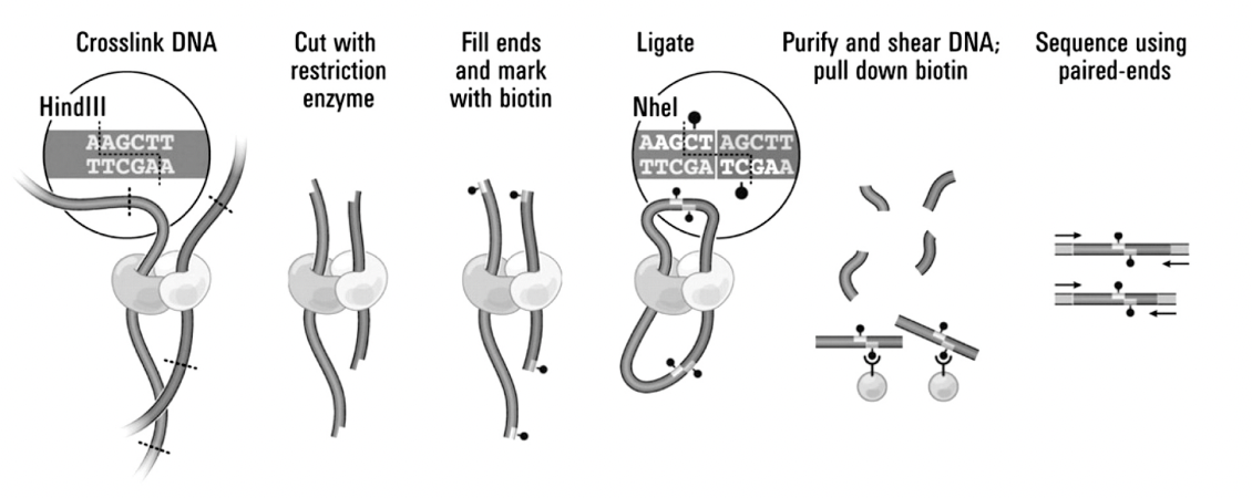 <ul><li><p>ligation of<strong> proximal DNA segments</strong></p></li><li><p>and the<strong> sequencing</strong>&nbsp;of these junctions</p></li></ul><p></p>