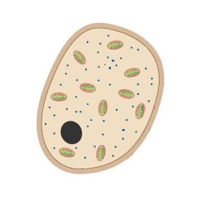 <p>What does an Animal Cell contain? (subcellular structures)</p>