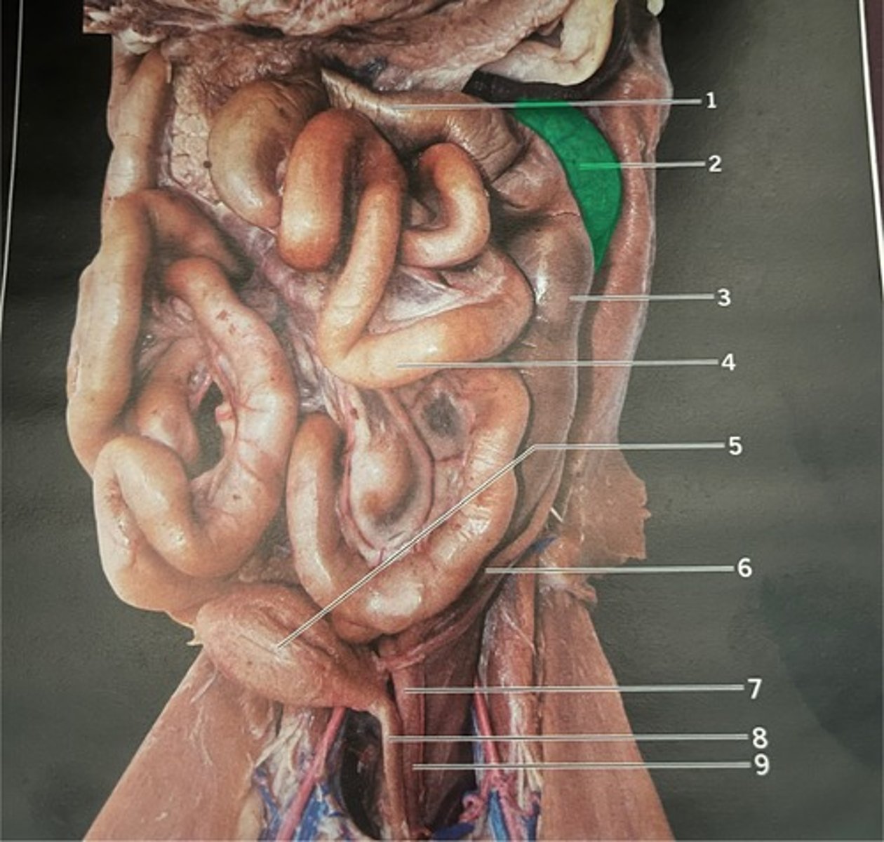 knowt flashcard image