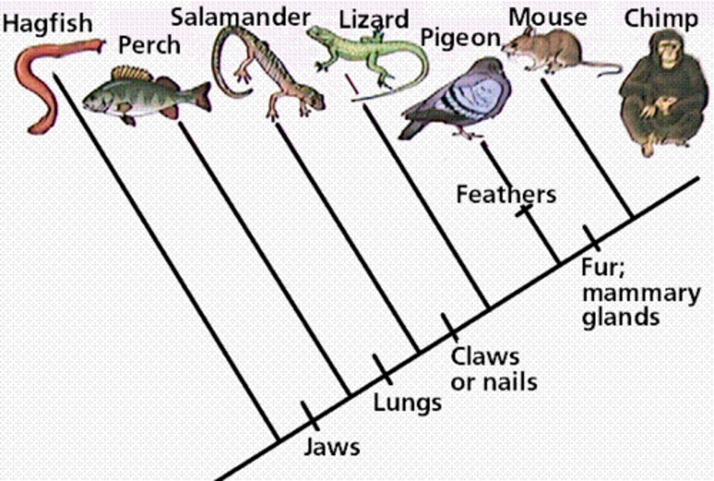 <p>a diagram which shows evolutionary relationships among organisms</p>