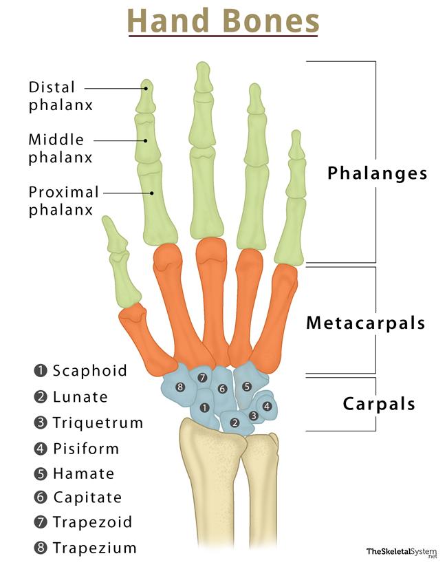 <ul><li><p>8 carpals (wrist bones) </p></li><li><p>5 metacarpals (palm bones) </p></li><li><p>14 phalanges (finger bones) </p></li></ul><p></p>