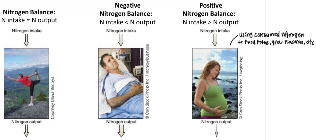 <p>By measuring nitrogen intake in the diet (ie. By measuring protein intake), and nitrogen output in the urine, you can assess whether someone is in a state of negative nitrogen balance (net protein breakdown), positive nitrogen balance (net protein deposition) or nitrogen balance (protein content of body remains the same)</p>