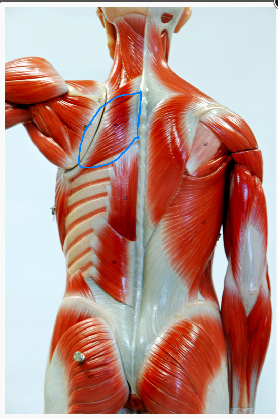 <p>What is the Muscle circled called? </p>