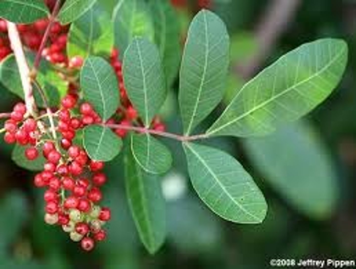 <p>An exotic plant brought to Florida in the 1800s as an ornamental plant. This tree is identifiable by batches of red berries that grow from it. These berries are eaten by birds and spread throughout the state. The growth of this plant is fast and aggressive with no predators that impede its growth. This tree grows dense thickets that reduce biodiversity, crowd mangrove habitats, and release growth inhibiting chemicals to stunt growth from other species.</p>