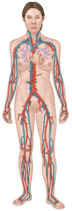 <p>Consists of:</p><ul><li><p>Heart</p></li><li><p>Arteries</p></li><li><p>Veins</p></li><li><p>Capillaries</p><p></p></li></ul><p>Key Functions</p><ul><li><p>Distribution of oxygen, nutrients, hormones, immune cells.</p></li><li><p>Elimination of wastes.</p></li><li><p>Fluid, electrolyte, and acid-base balance.</p></li></ul><p></p>