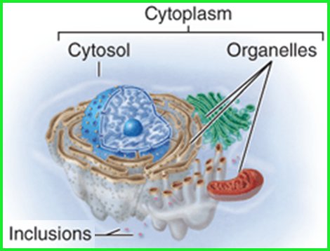 <p>Chemical substances that may or may not be present depending on specific cell type.</p><p>Most inclusions are stored nutrients or cell products that are floating in cytosol.</p><p>Basically cellular “pantry” where items kept on hand until needed.</p>