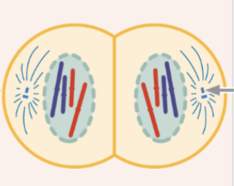 <p>chromosomes get to spindle poles, nuclear membrane re-forms, and chromosomes relax</p>