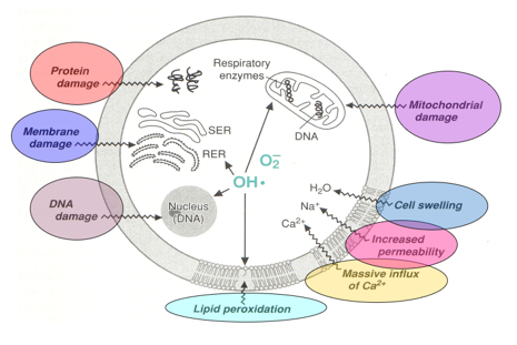 <p>How do <strong>reactive oxygen species (ROS)</strong> harm cells?</p>