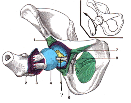 <p>Nom et caractéristiques de cette structure ?</p>