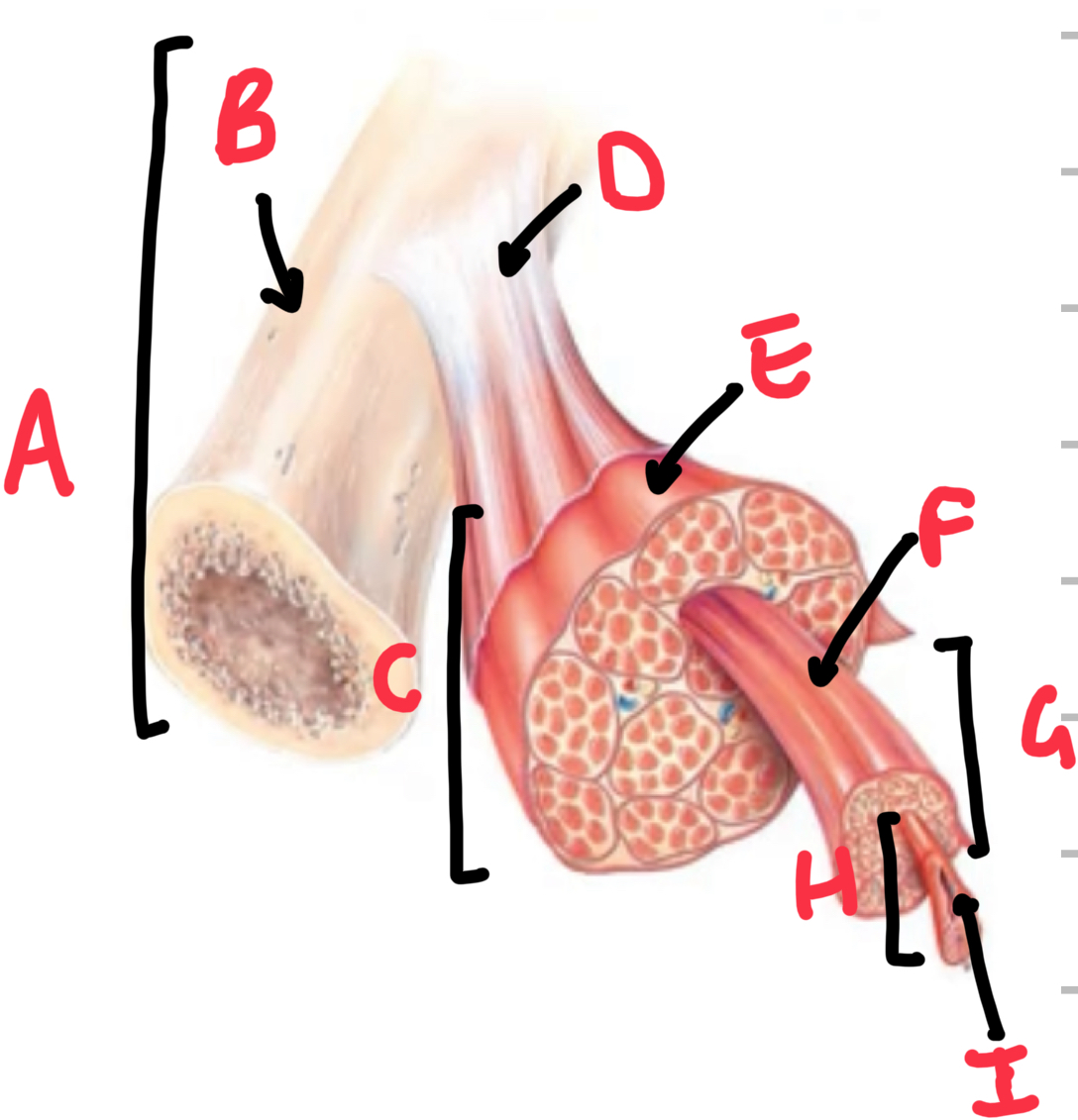 <p>Name these structures that make up skeletal muscle. </p>