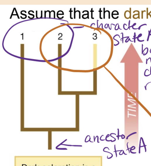 <p>shared ancestral trait that appears in only one of the sister taxa</p>