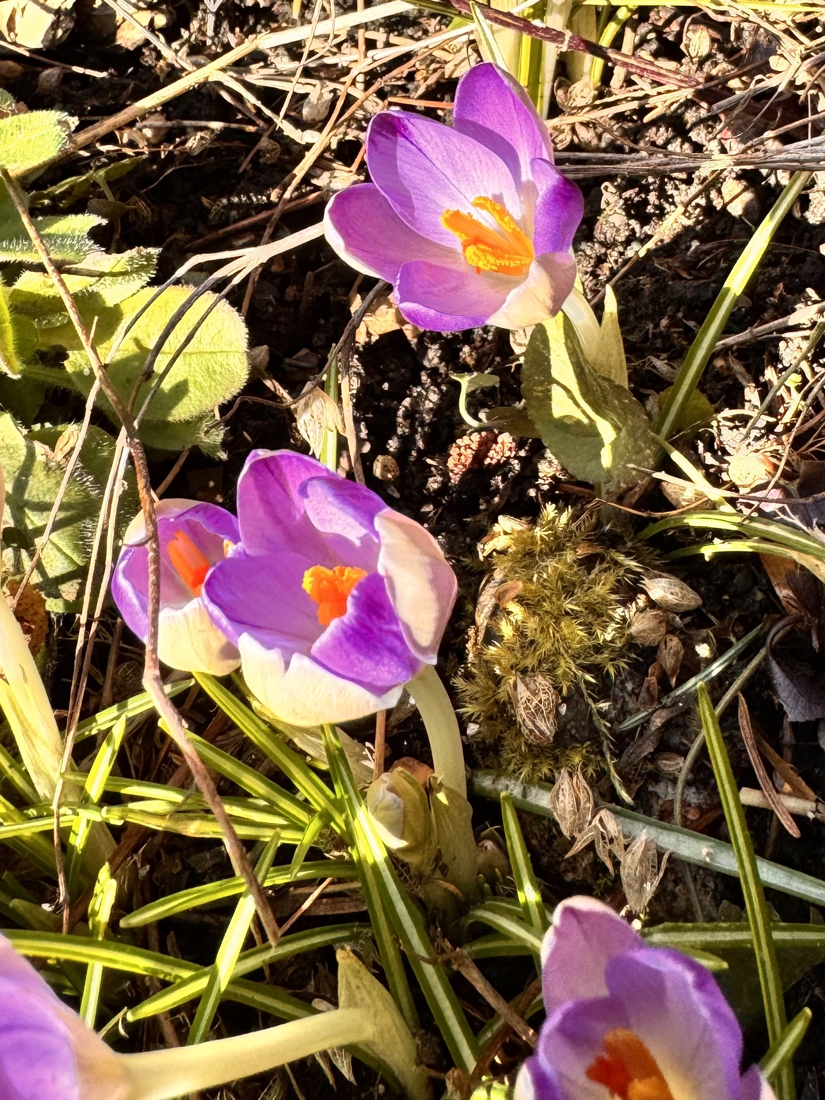 <p>“Crocus” Bulb.</p>