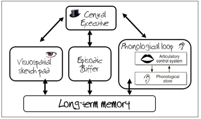 <ul><li><p>Suggested by Baddeley &amp; Hitch (1974)</p></li><li><p>Suggests that STM is not a single store but consists of a number of different stores</p></li></ul><p></p>