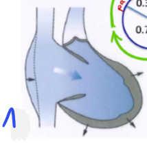 <p>Kontraktion des Vorhofs<br>- Blut wird durch<strong> offene Segelklappen</strong> gepresst => max. Füllung der Kammer // da sie sich dehnt</p>