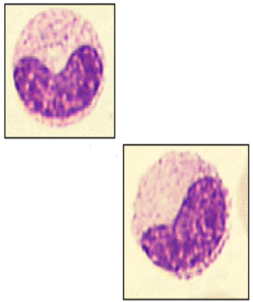 <p>cell, desctiprion </p>