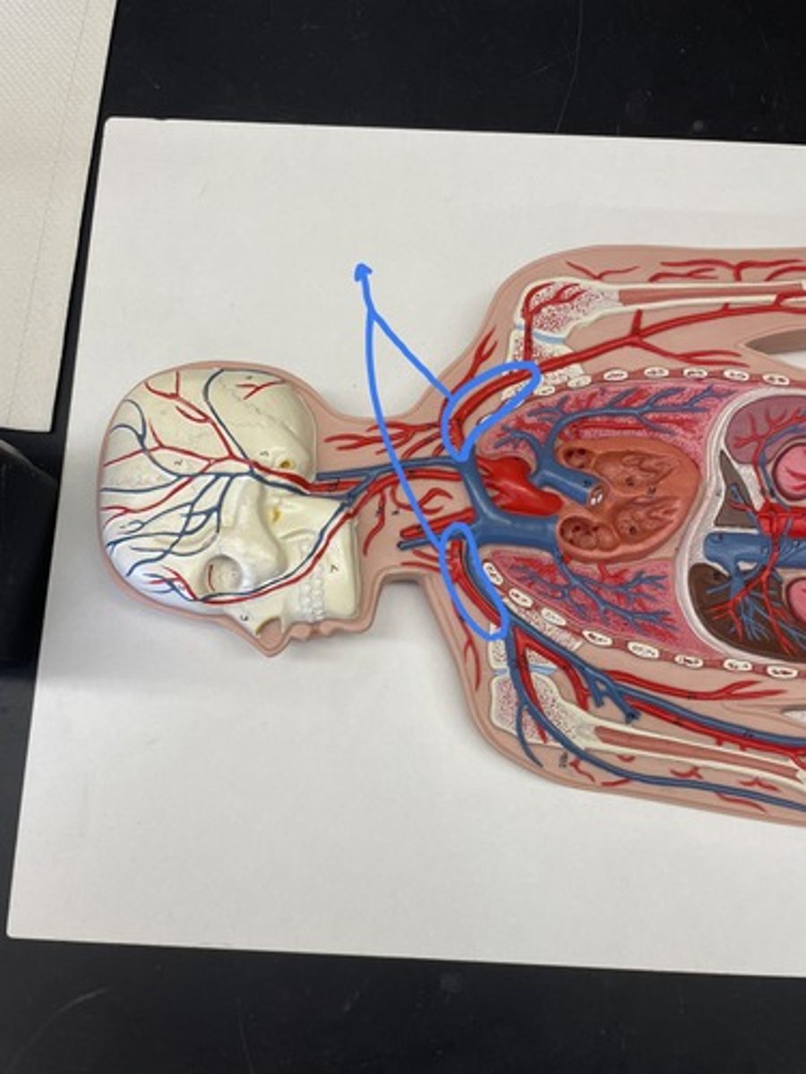 <p>either of the arteries that carry blood into the arms</p>