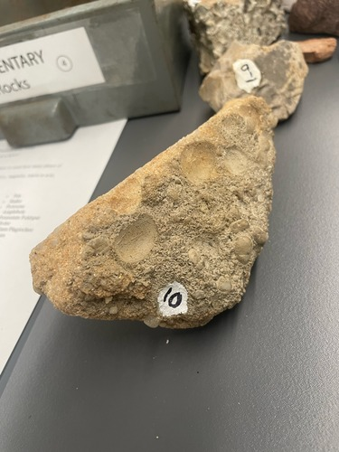 <ul><li><p>Variety of grain sizes</p></li><li><p>Detrital </p></li><li><p>Reacts with acid</p></li></ul>