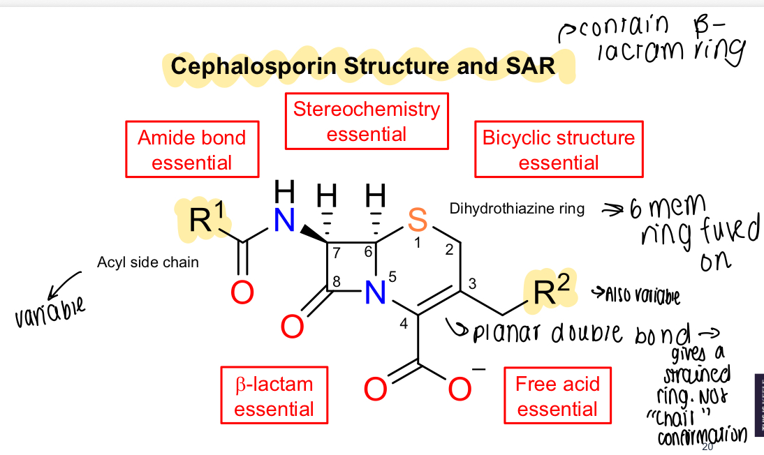 <p>Essential amide bond, B-lactam essential, stereochemistry essential, bicyclic structure and free acid </p>