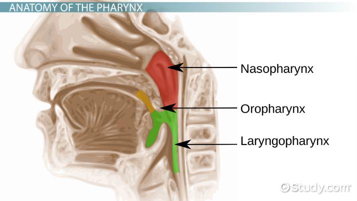 <ul><li><p>short tube shared by digestive glands and respiratory system</p></li><li><p>passageway for food between mouth and esophagus</p></li></ul>