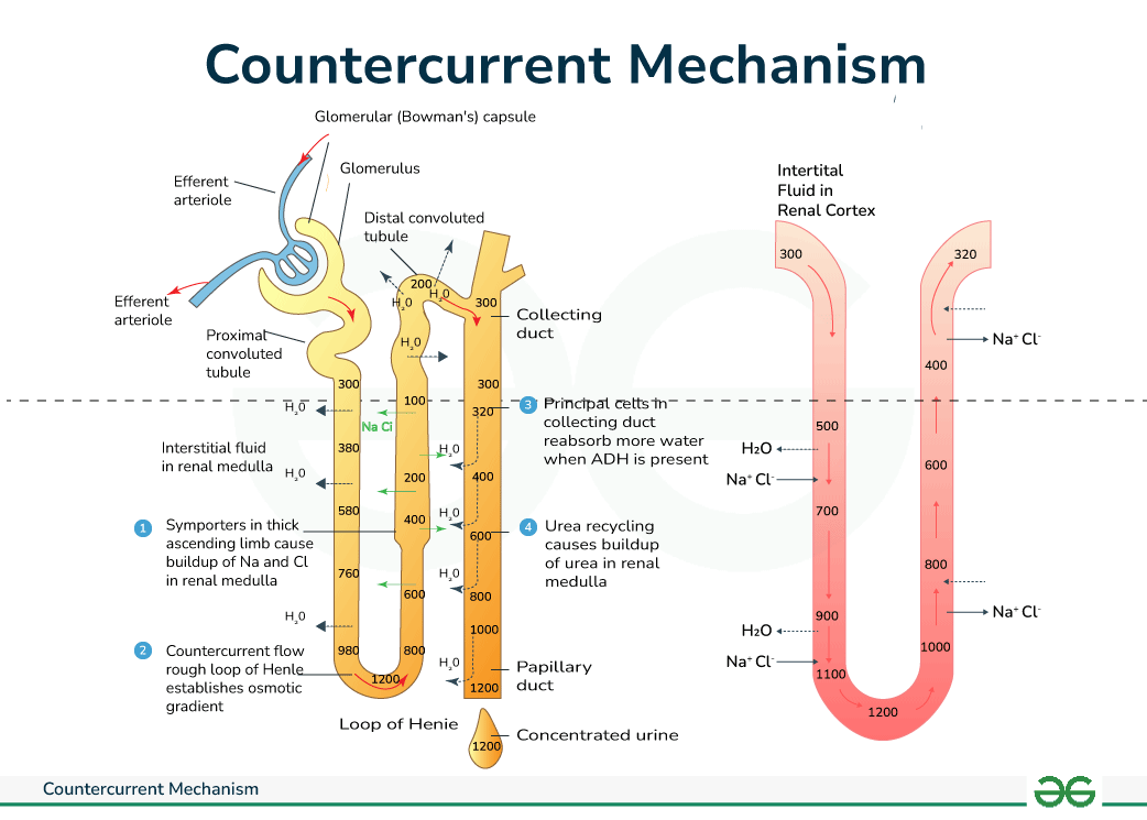 <p>Occurs in the <strong>vasa recta</strong> (blood vessels of juxtamedullary nephrons).</p><ul><li><p>Preserves the <strong>medullary gradient</strong> by removing water and solutes slowly, without disrupting the gradient.</p></li></ul><p></p>