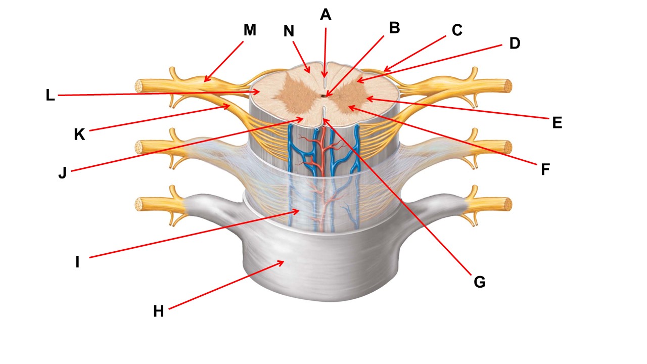 <p>Name the region of tissue surrounding the tip of arrow N. </p>