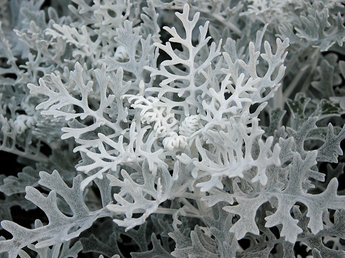 <p>Dusty Miller (Asteraceae)</p>